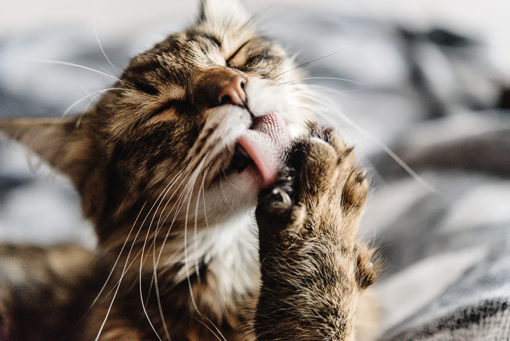 Pet Food: l’umanizzazione degli animali al centro del futuro