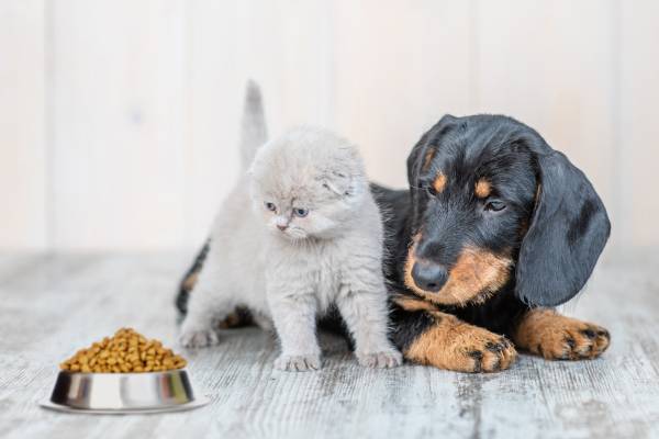 Pet Food: a global solution
